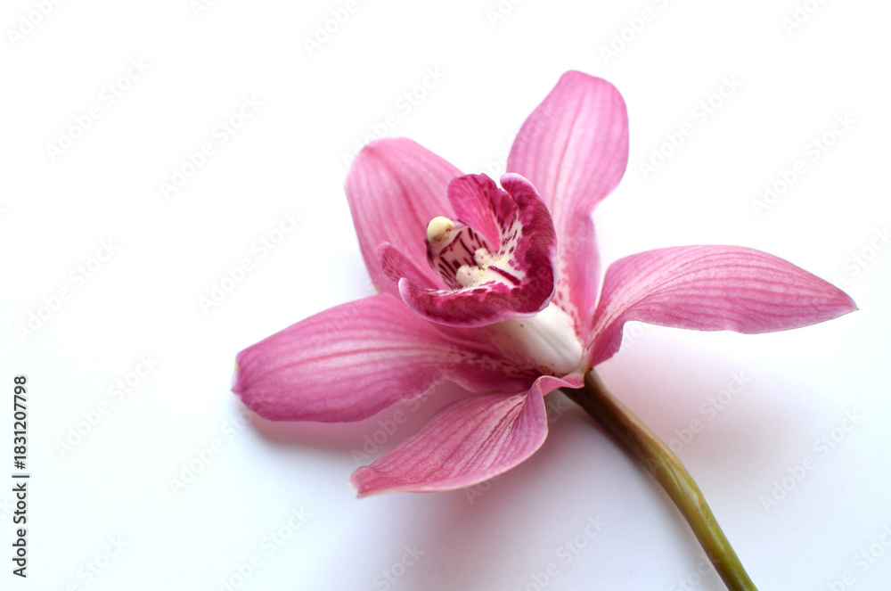 Obraz premium One beautiful cymbidium orchid flower on a white background. Copy space, selective focus.