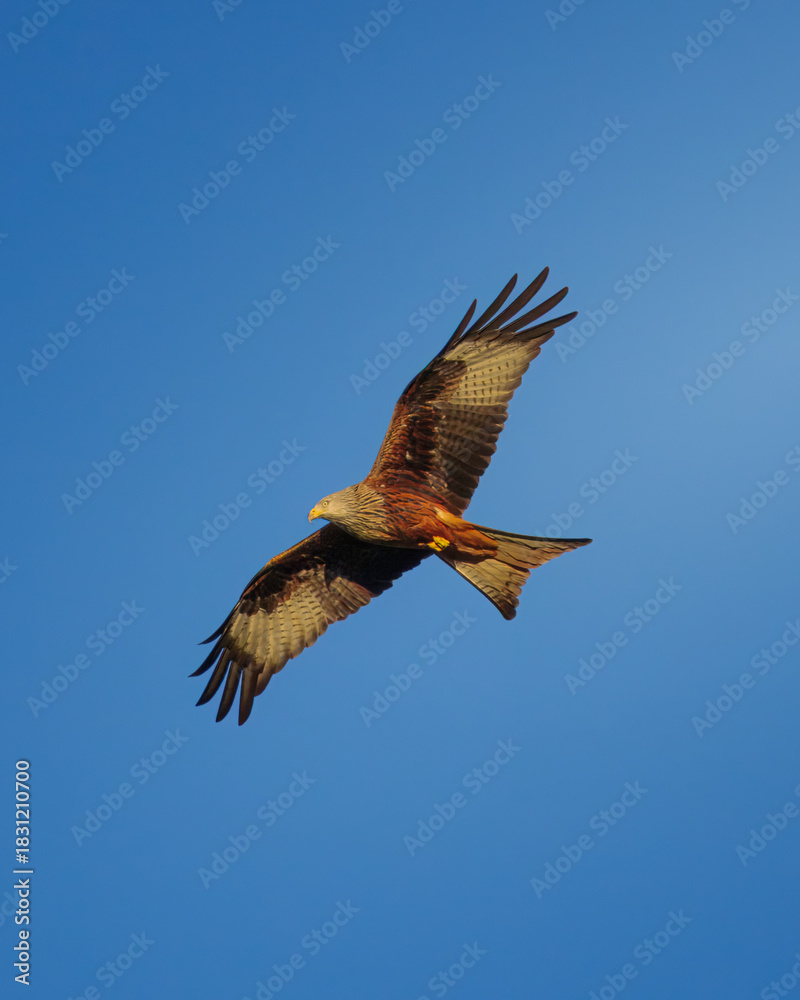 Obraz premium Red Kites, Milvus milvus, hunting in the last rays of a setting Winter sun, Rowlands Gill, Gateshead, November 2025. 