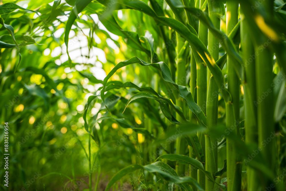 Obraz premium Corn field view between green stems and leaves in warm summer light close to ground level