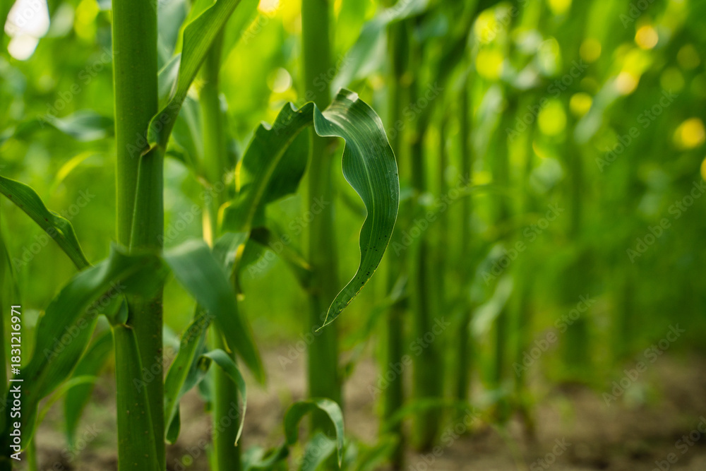 Naklejka premium Close up of corn stalks and green leaves with shallow depth of field in summer sunlight