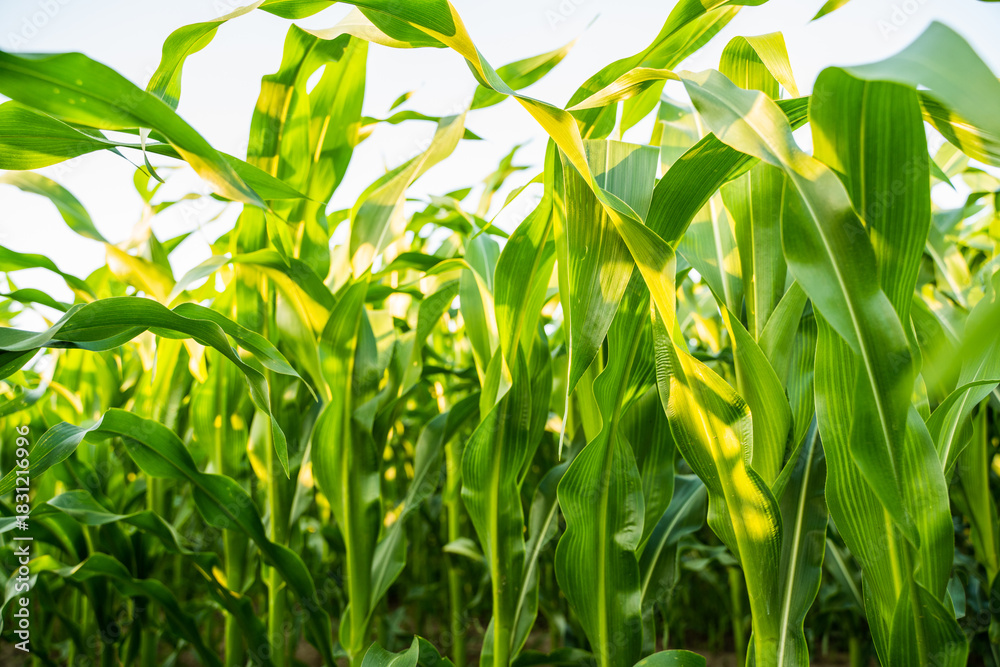 Naklejka premium Corn plants with long green leaves under sunlight on bright day in agricultural field