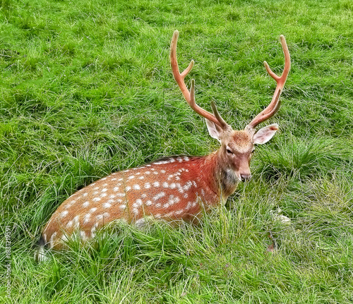 Deer resting on green grass under bright sun