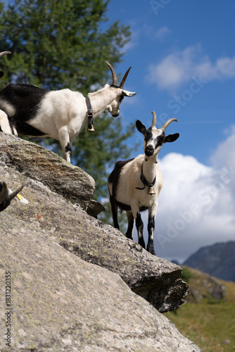 Walliser Alpen