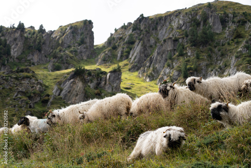 Walliser Schwarznasenschaf