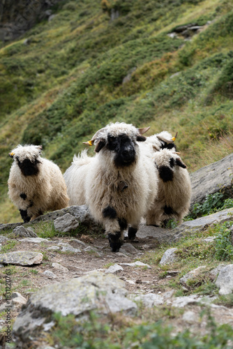 Walliser Schwarznasenschaf