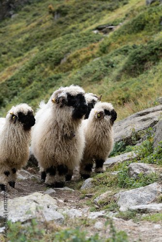 Walliser Schwarznasenschaf