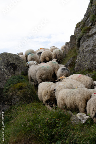 Walliser Schwarznasenschaf