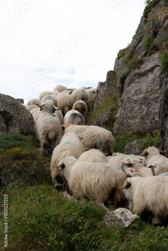 Walliser Schwarznasenschaf