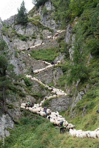 Walliser Schwarznasenschaf