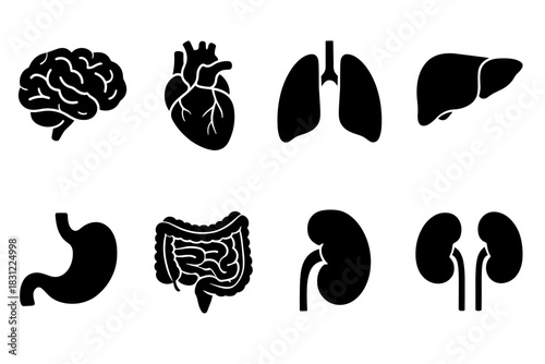 Silhouetted Icon Set of Human Organs Including Brain Heart Lungs Liver Stomach Intestines and Kidneys