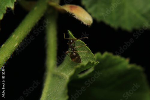 Black carpenter ant macro photo	