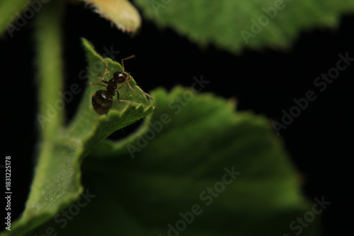 Black carpenter ant macro photo	