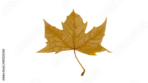 Autumn sycamore leaf falling 