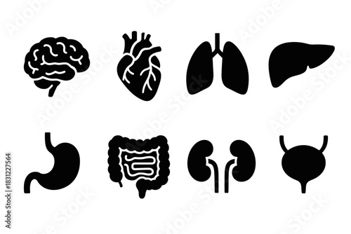 Collection of Simple Black Silhouettes of Human Organs on a White Background