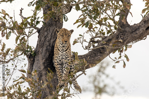 Photo of leopard on tree