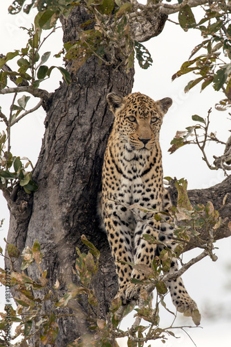 Photo of leopard on tree