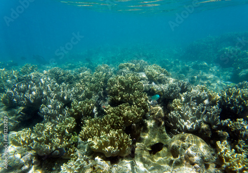 Close view of reef