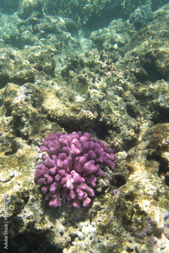 Close view of reef