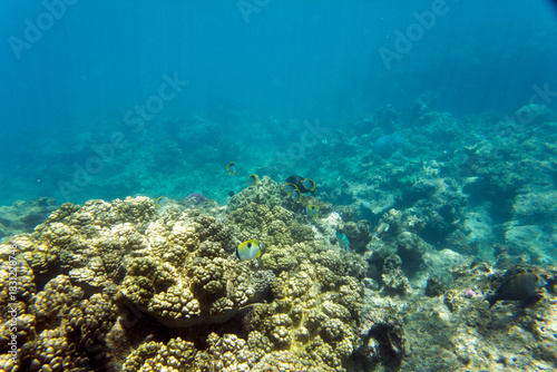 Close view of reef