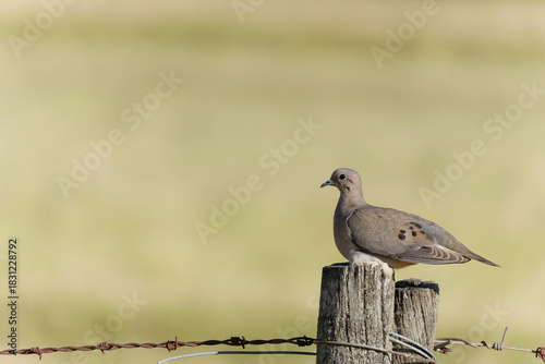 Eared Dove, Zenaida auriculata or torcasa perching calmly on a rustic wooden fence