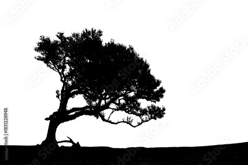 Φωτογραφία A solitary bent tree silhouette in Madeira's Fanal forest.