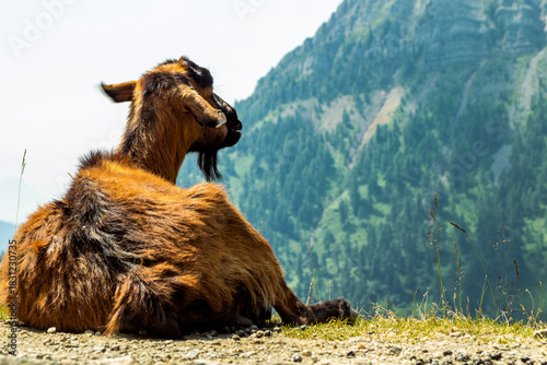 Goat in the mountains