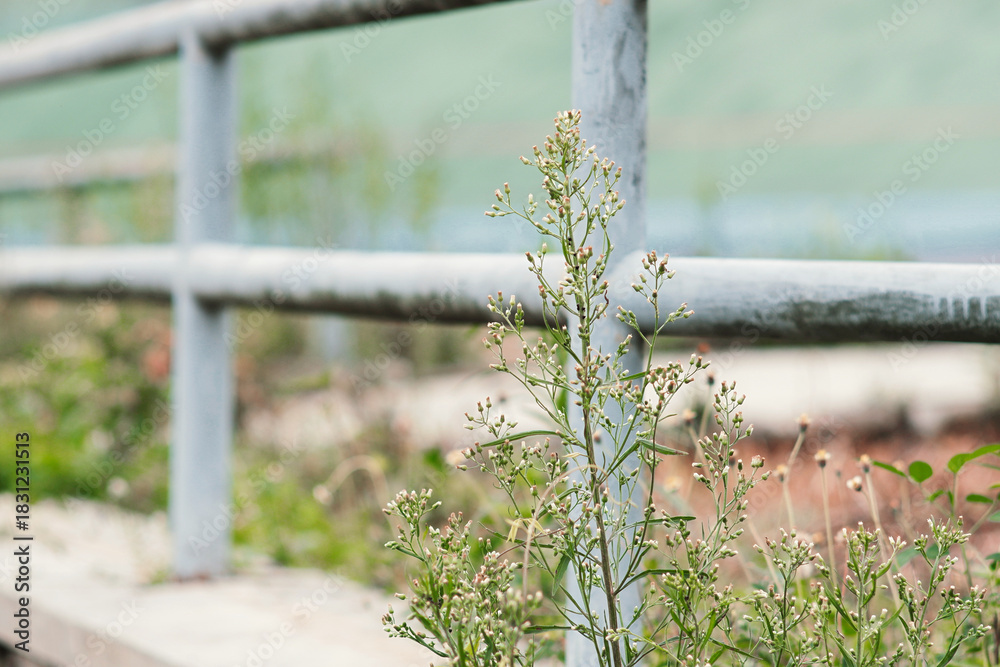 Fototapeta premium Delicate Wildflower Blooms Beside a Weathered Metal Fence with Soft Green Bokeh Background