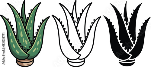 Aloe vera silhouette & Outline and illustration set isolated on transparent background