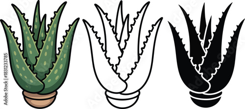 Aloe vera silhouette & Outline and illustration set isolated on transparent background