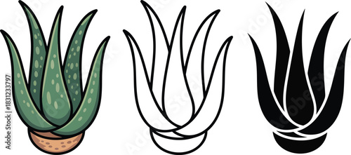 Aloe vera silhouette & Outline and illustration set isolated on transparent background