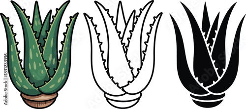Aloe vera silhouette & Outline and illustration set isolated on transparent background