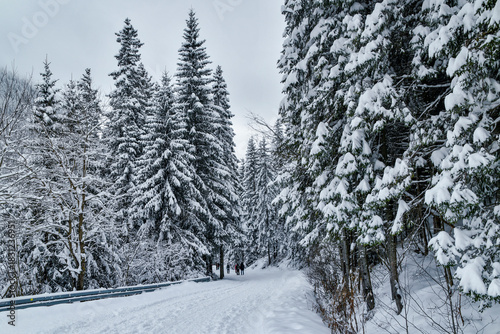 Fototapeta Naklejka Na Ścianę i Meble -  Tatra National Park in Poland.
Snowy winter landscape. Snow covered trees in forest.