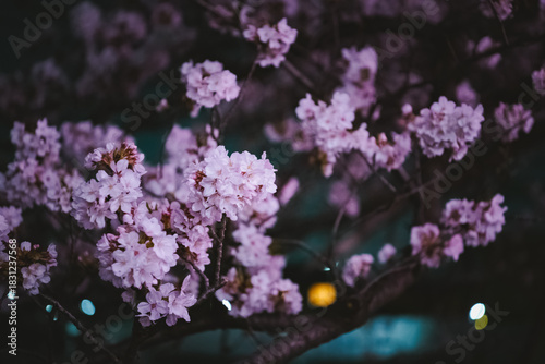 blooming cherry tree