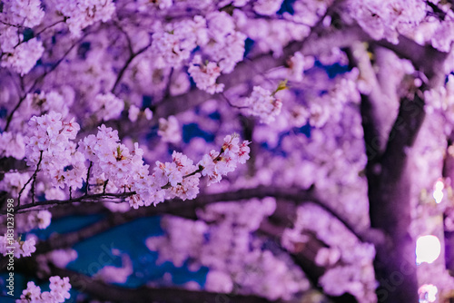 purple flowers background