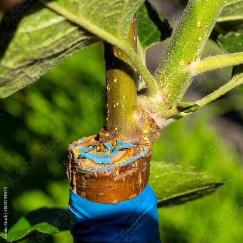 The grafting point of a pear scion onto a rootstock. The scion is grafted into a cleft. You can see how it fuses with the rootstock.