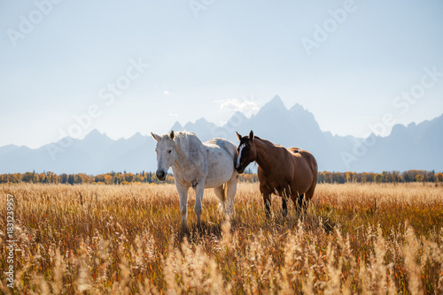 horses on the meadow with a mountain in the background