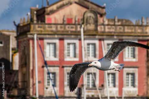 Seagull Flying Past Historic Old Town Building Facade in Coastal City