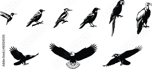 Birds of Prey and Exotic Birds Black Silhouette Set, Eagle, Vulture, Woodpecker, and Macaw Vector Illustration, Wildlife, and Nature Graphics