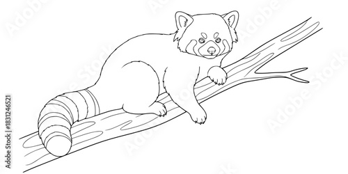 Red Panda on Tree Branch Vector Outline Wild Animal Illustration for Kids Coloring Book Design