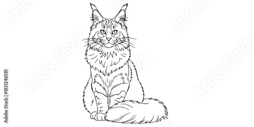 Fluffy Maine Coon Cat Vector Outline Cute Pet Illustration for Children Coloring Book Design