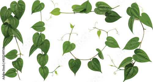 Green vine plant vector, heart-shaped leaf illustration, botanical tendril design, nature foliage art, decorative jungle greenery silhouette