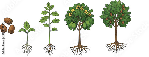 Oak tree growth stages vector, acorn to mature tree, botanical lifecycle illustration, nature development chart, forest plant evolution art