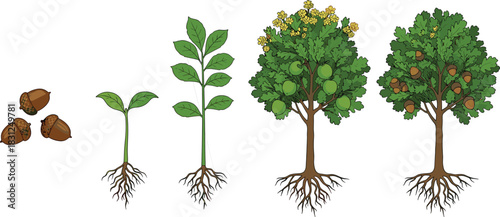 Oak tree life cycle vector, acorn to maturity stages, botanical growth chart, nature development illustration, educational forest artwork