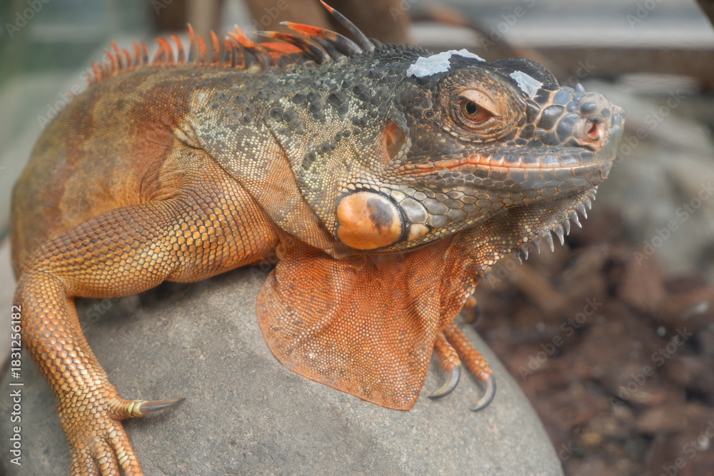 Obraz premium Close Up Captivating Orange Iguana Resting on a Smooth Rock Portrait