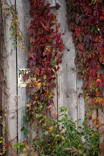 red ivy on a wall
