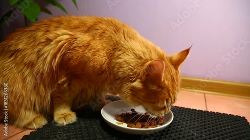 Cute fur bright orange maine coon cat eating breakfast with tasty beef meal from a white plate indoors home kitchen room. Closeup funny portrait