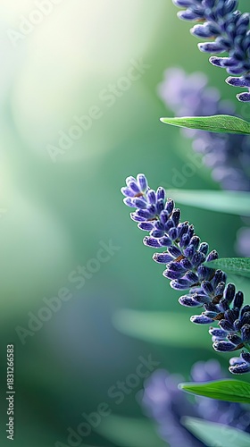 Close-up of lavender flowers in full bloom with a blurred green bokeh background. The image highlights the purple flower spikes and green leaves.