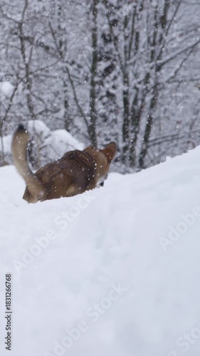 Heavy winter snowfall with a playful dog running and jumping around in deep snow. Adorable mixed breed brown doggy is excited while playing during winter walks in beautiful freshly snowed nature.