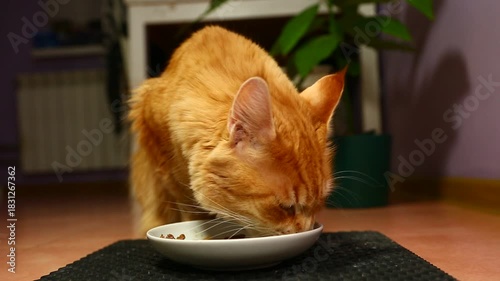Cute fur bright orange maine coon cat eating breakfast with tasty beef meal from a white plate indoors home kitchen room. Closeup funny portrait