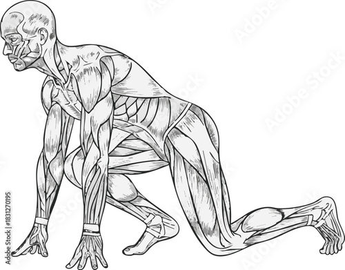 Anatomical illustration of a male athlete in a sprinter's starting position showing detailed musculature.